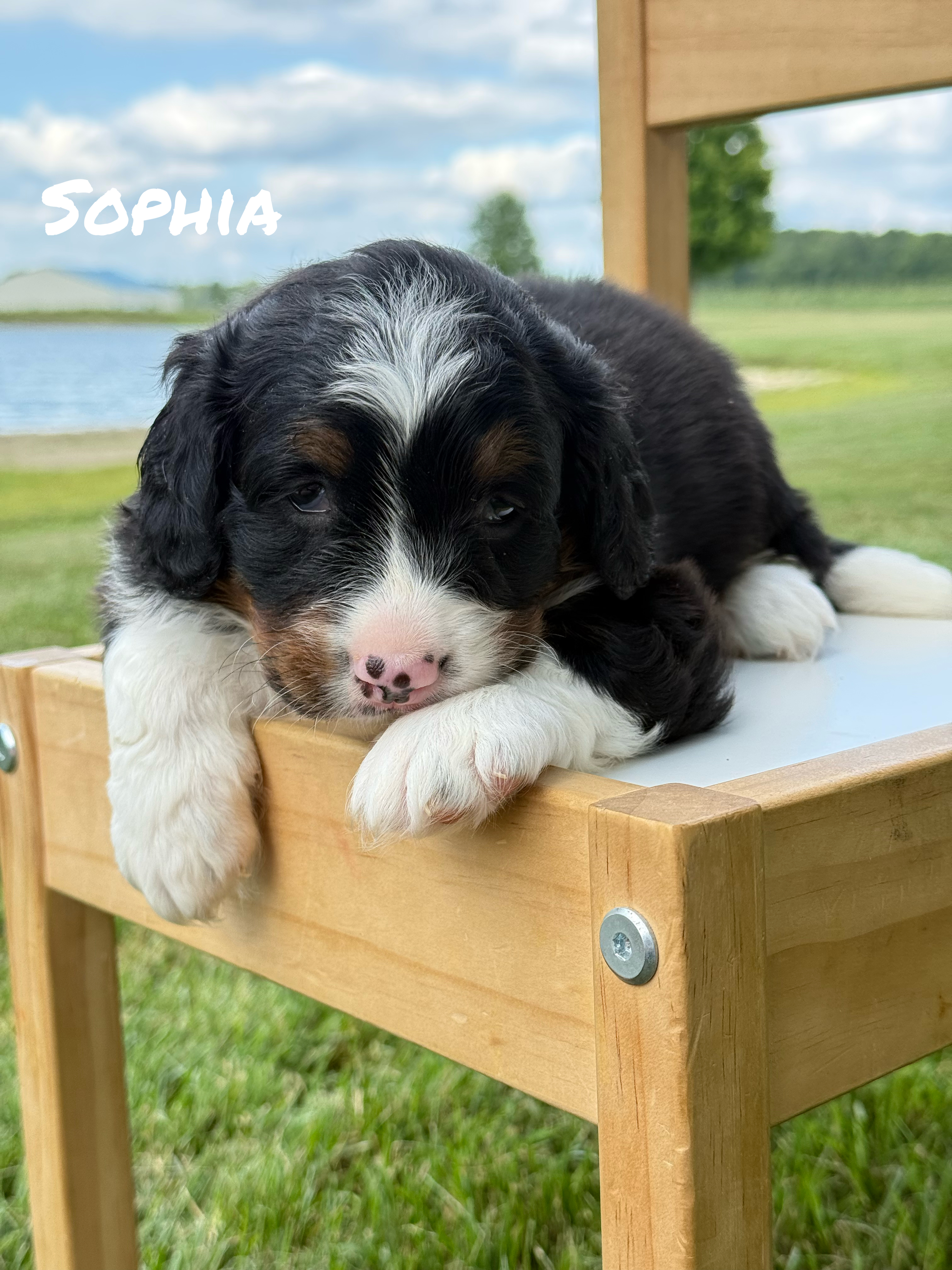 Sophia  1